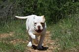 BOULEDOGUE AMERICAIN 047